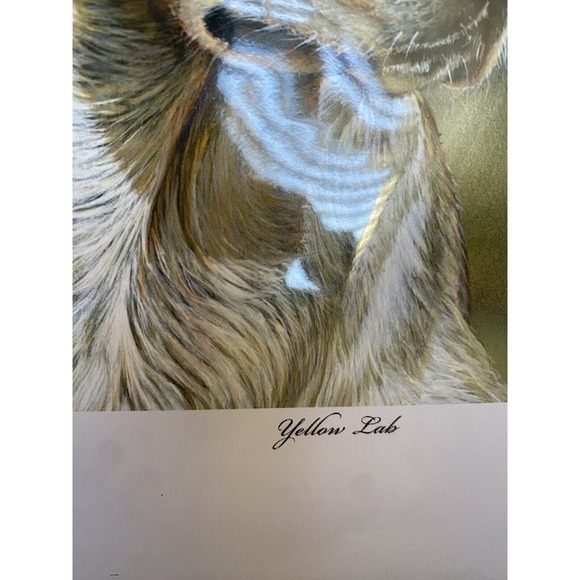 New Art Painting Print yellow lab Dog Puppy Danny O’Driscoll 2008 46/500 11x114 - Picture 6 of 6